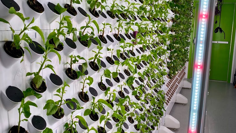 Sistema hidropônico NFT com canais inclinados e plantas