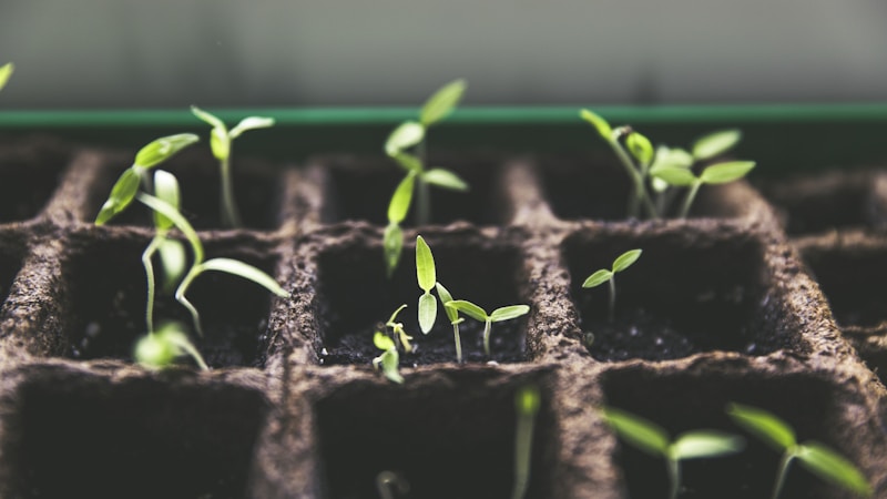 Cultivo de Microverdes